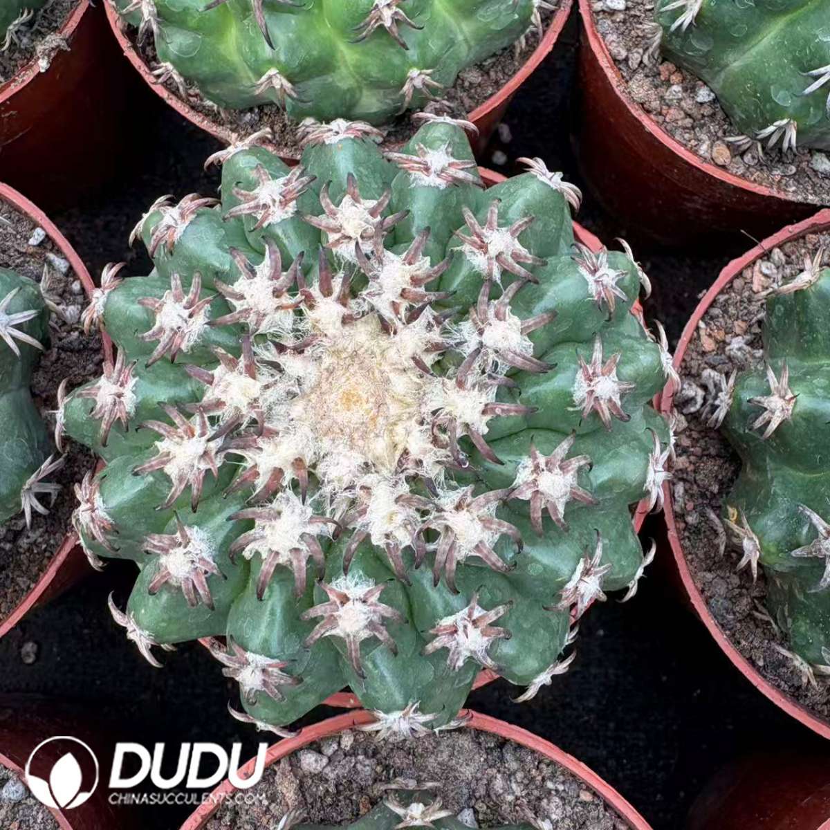 09890D90201.jpg Gymnocalycium Spegazzinii - 画像 (1)