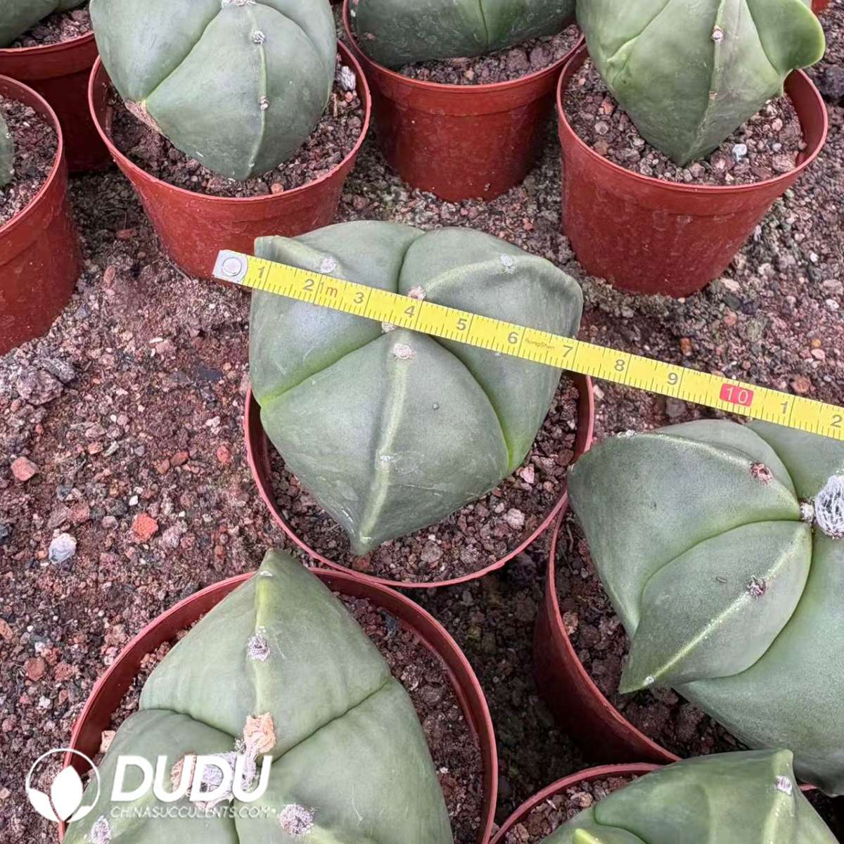 09891D70201.jpg Astrophytum Myriostigma - 画像 (1)