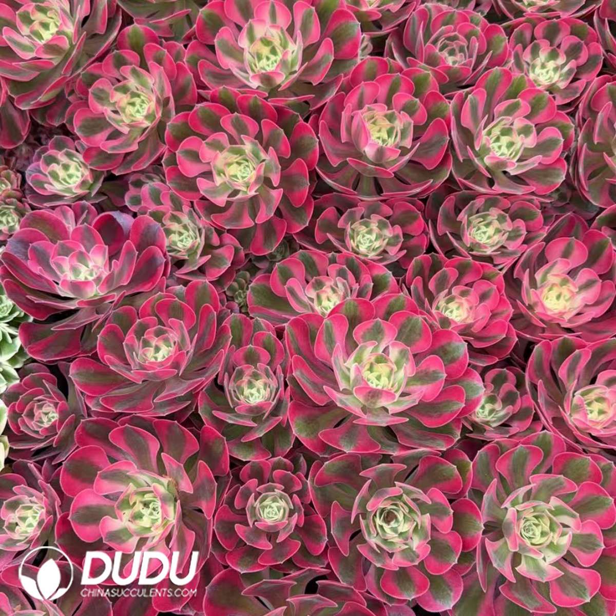 09896D30201.jpg 21Pcs Aeonium Witch Seedlings - 画像 (1)