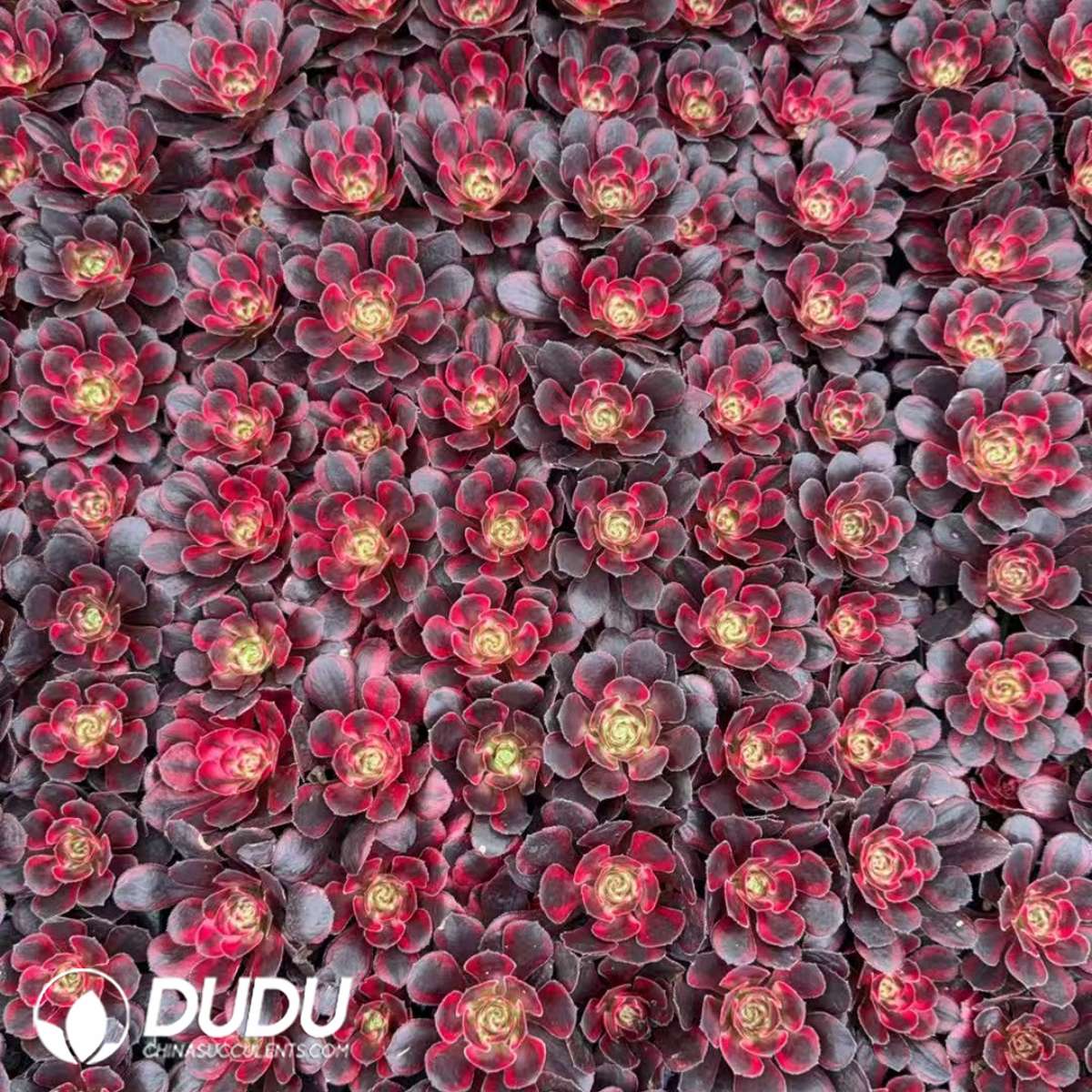 09897D30201.jpg 50Pcs Aeonium Lina Seedlings - 画像 (1)