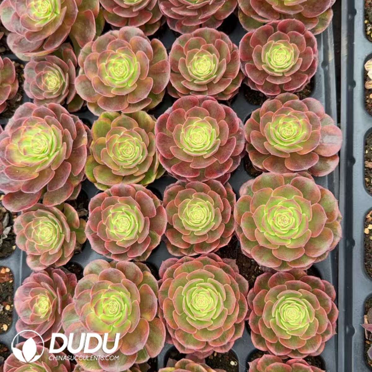 09899D30201.jpg 21pcs Aeonium Firefox Seedlings - 画像 (1)