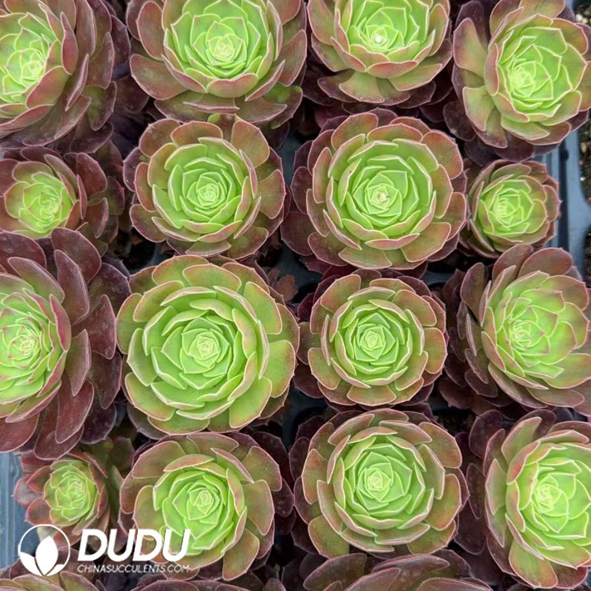 21pcs Aeonium Rain Lotus Seedlings