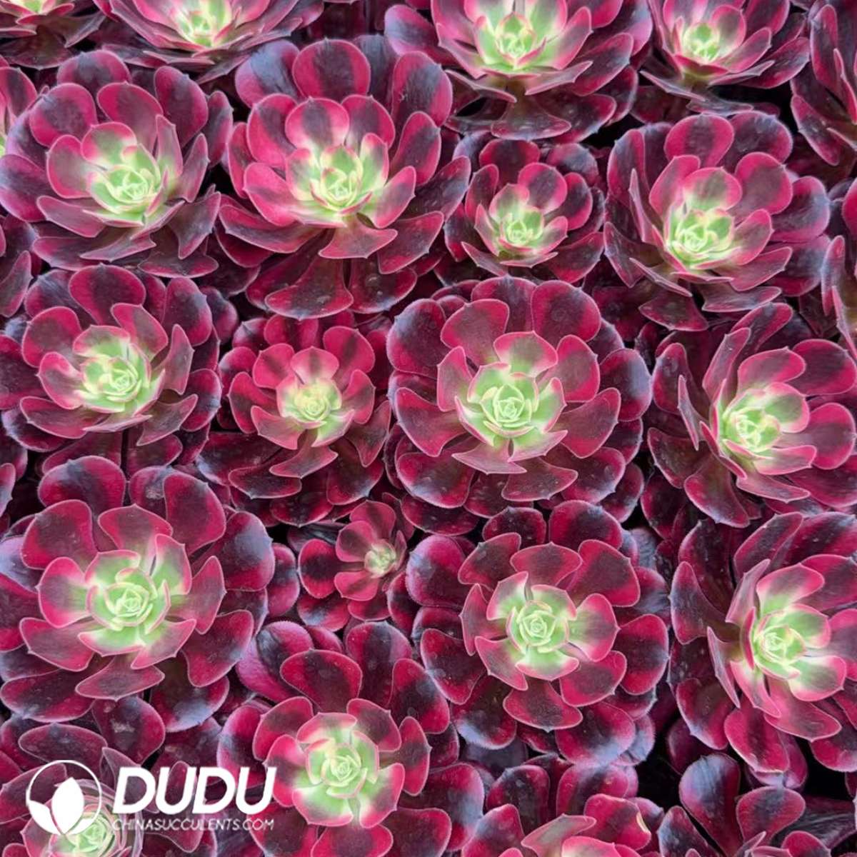 21pcs Aeonium Medusa Seedlings