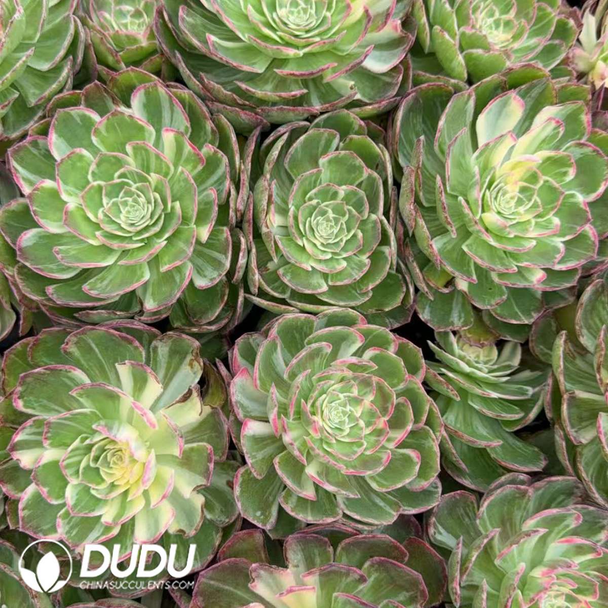 21pcs Aeonium Kaleidoscope Seedlings