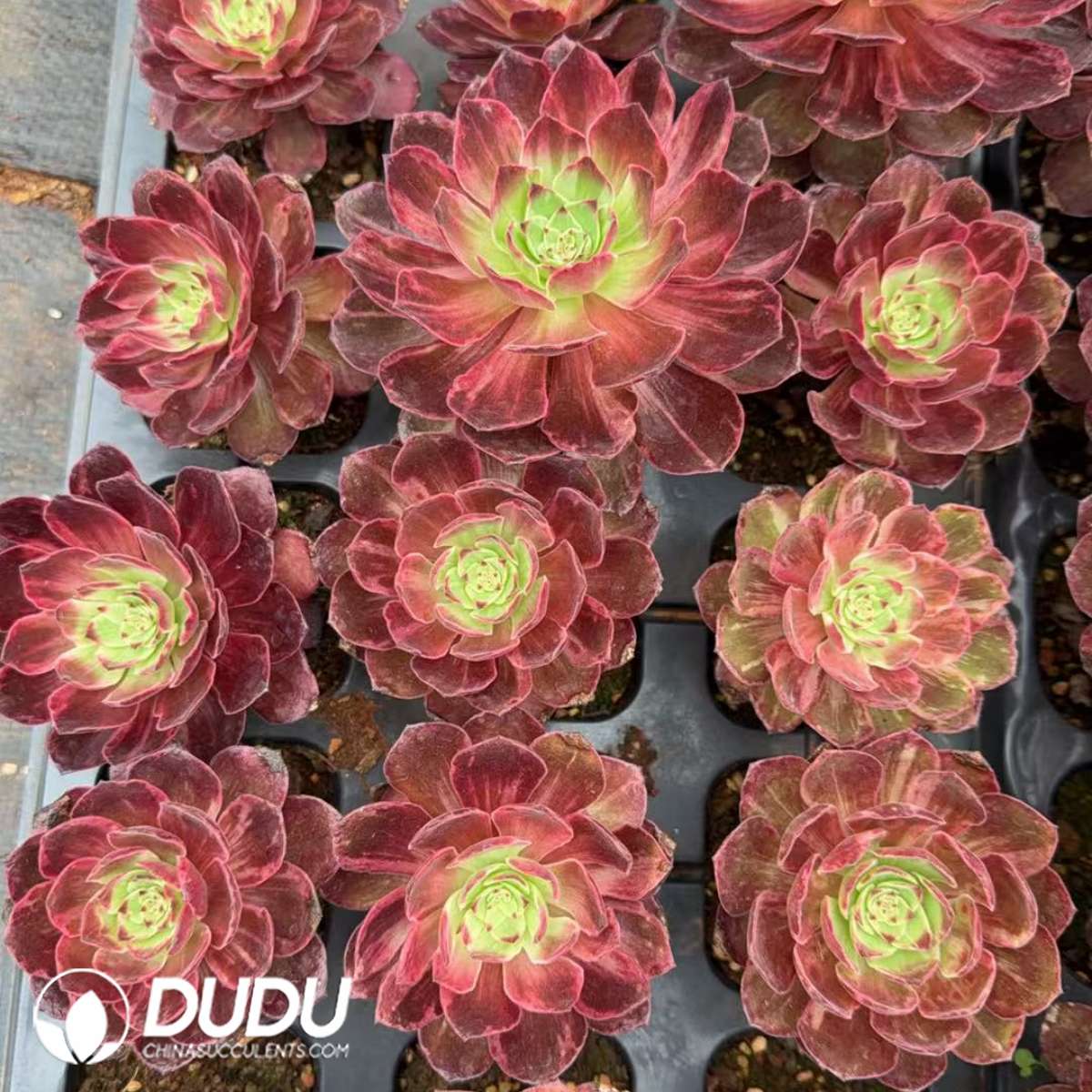 21pcs Aeonium Kaleidoscope Silky Variegated Seedlings