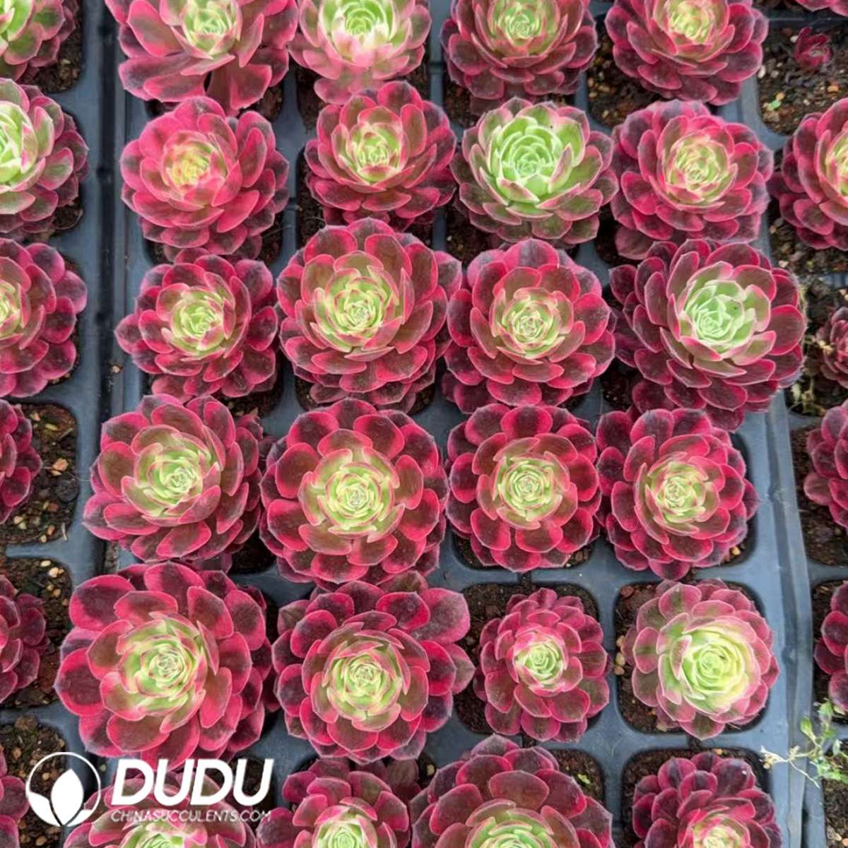 32pcs Aeonium Yunhe Seedlings