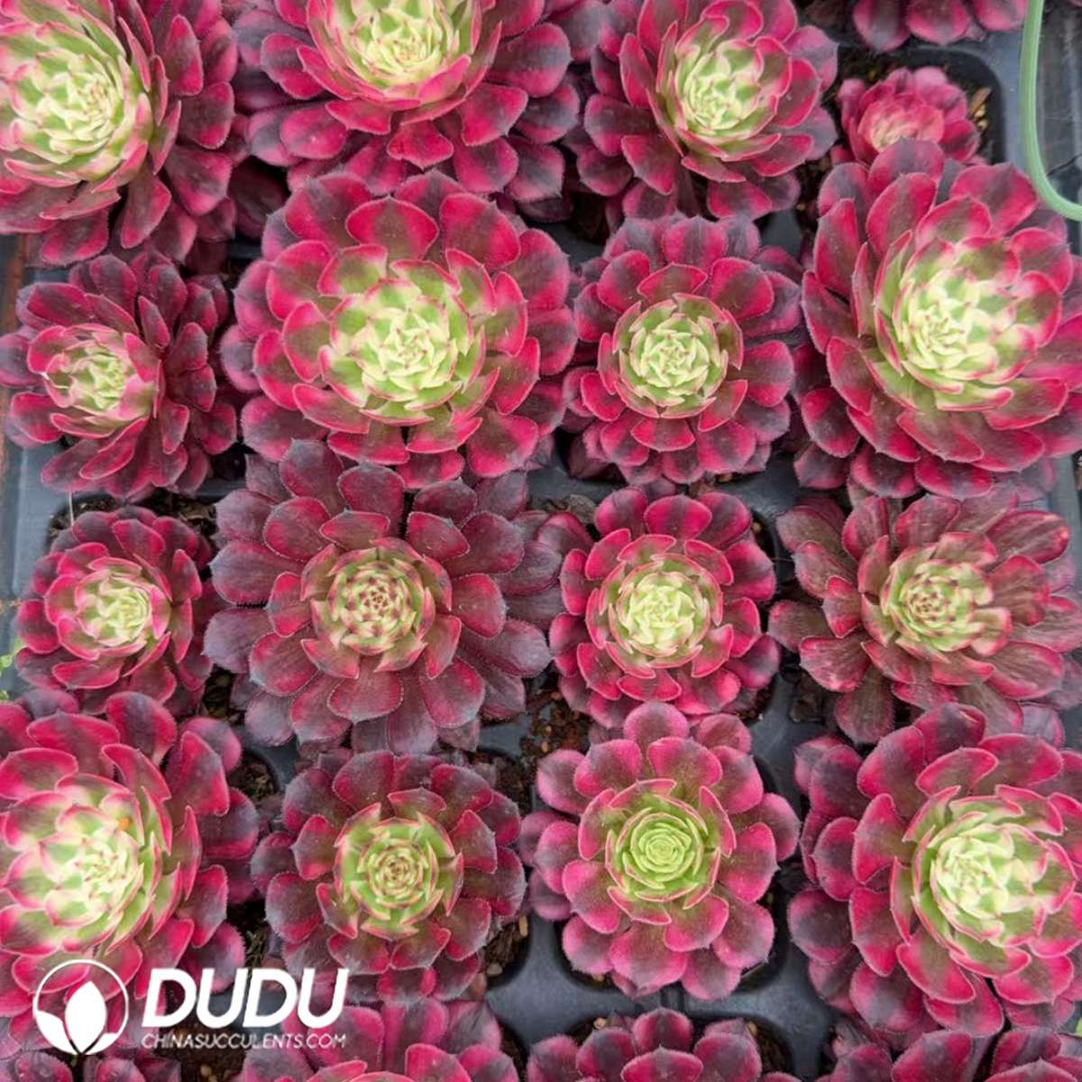 32pcs Aeonium Red Copper Seedlings