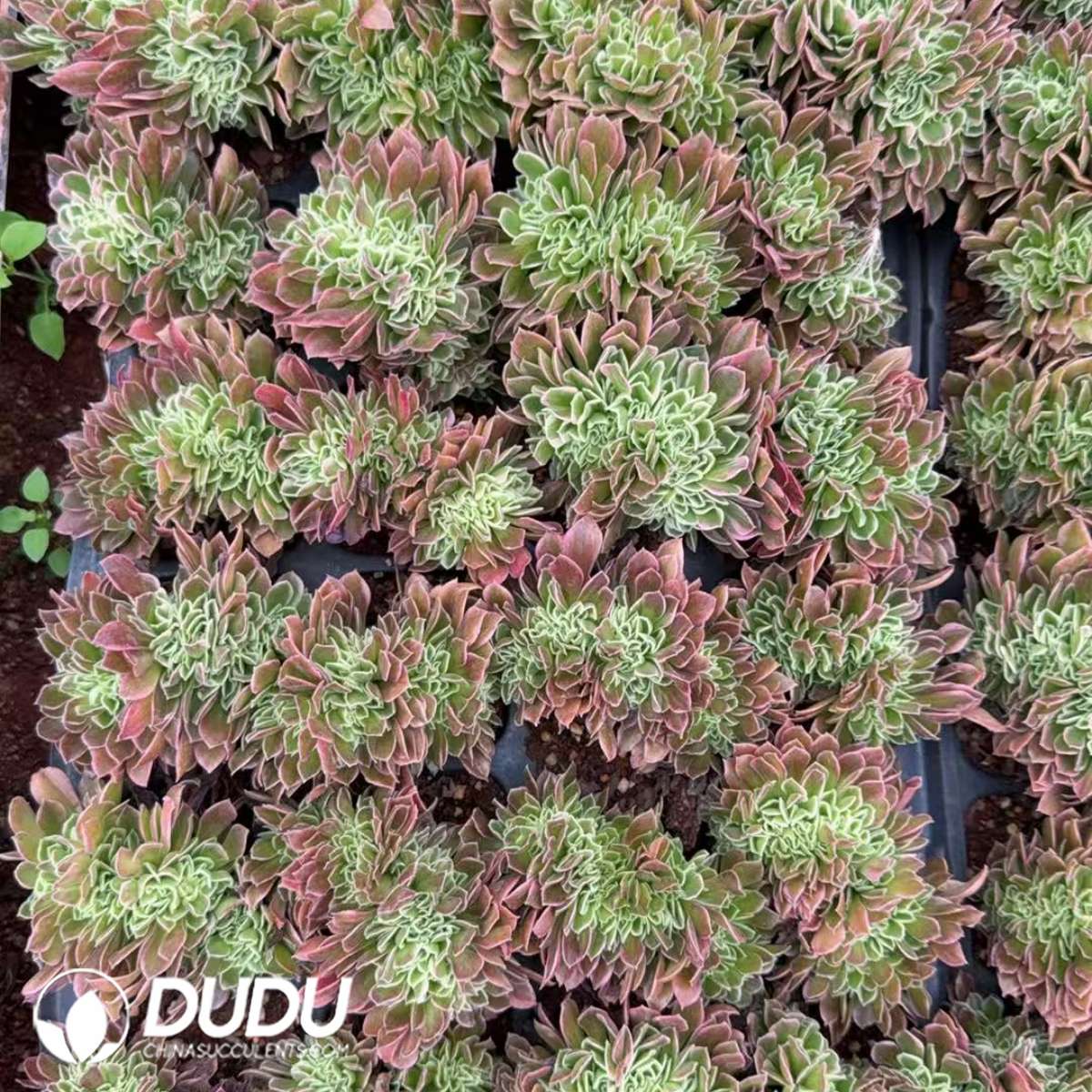 32pcs Aeonium White Phoenix Cristata Seedlings