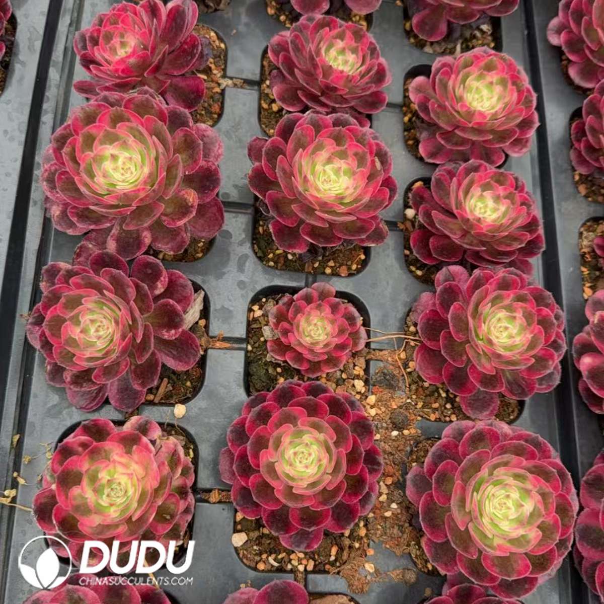 21pcs Aeonium Pure Heart Variegated Seedlings