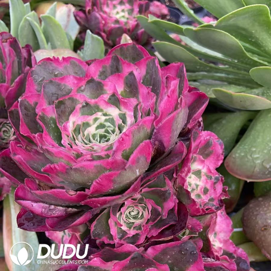 09924D150.jpg (Grafted)Aeonium Phoenix Peony Clustering - 画像 (1)