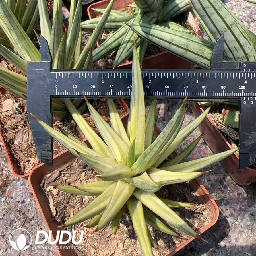 09937D100.jpg Agave Attenuata Variegata - 画像 (1)