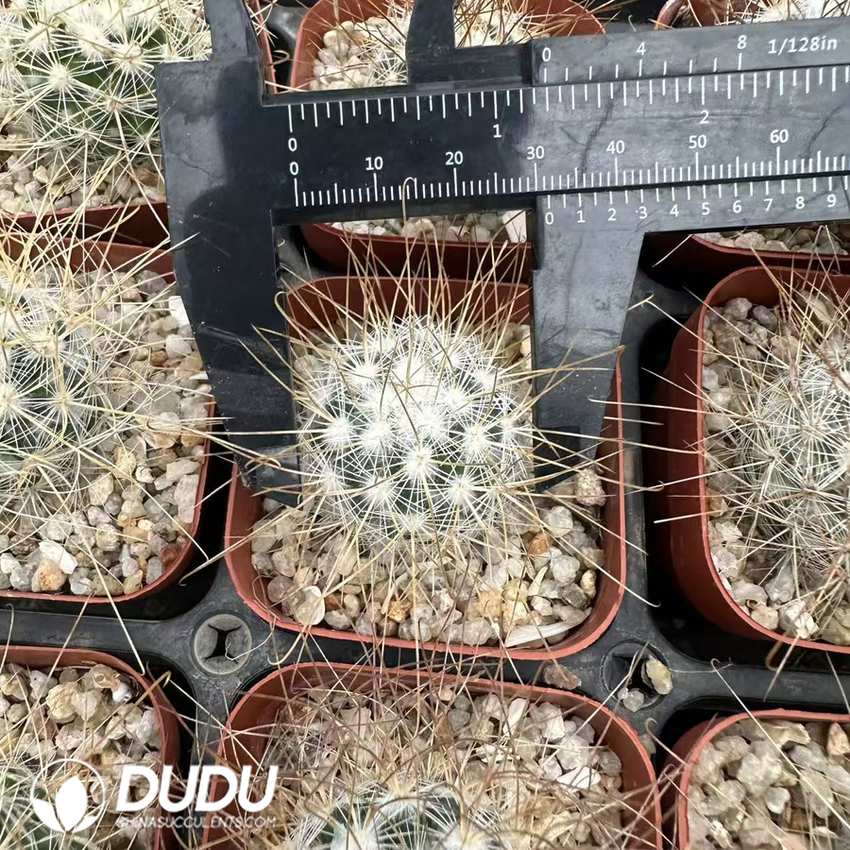 09944D30.jpg Ferocactus Imperial Crown - 画像 (1)