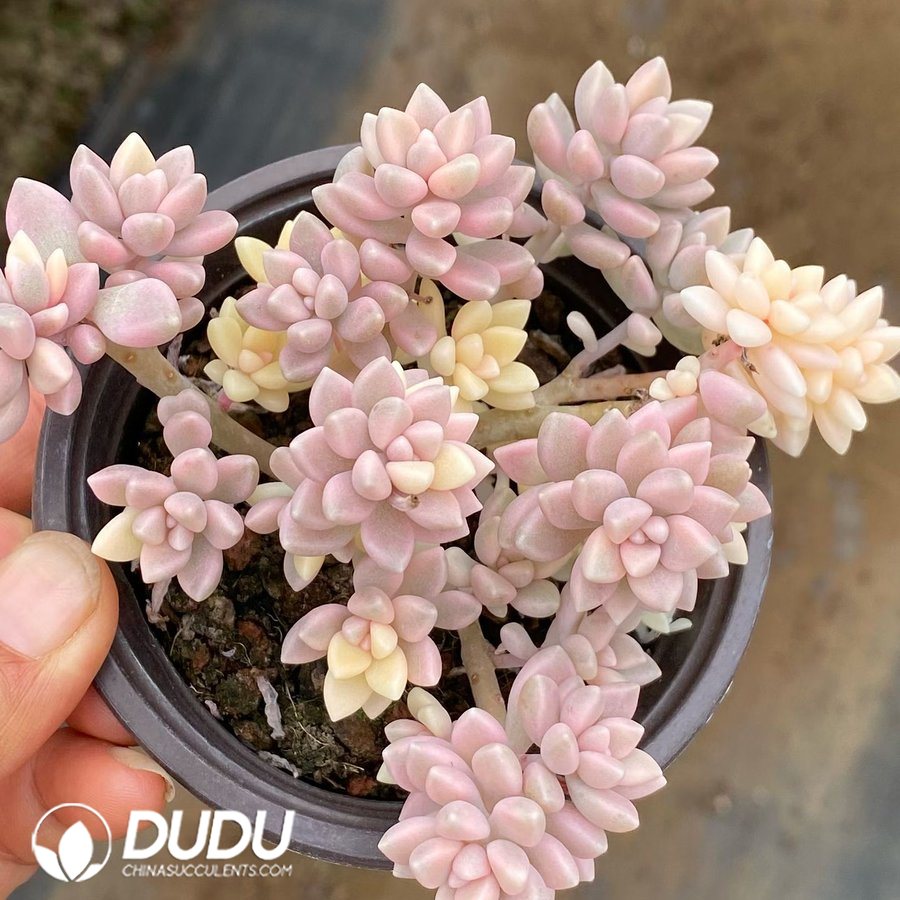 09948D90.jpg Graptopetalum mendozae - 画像 (1)