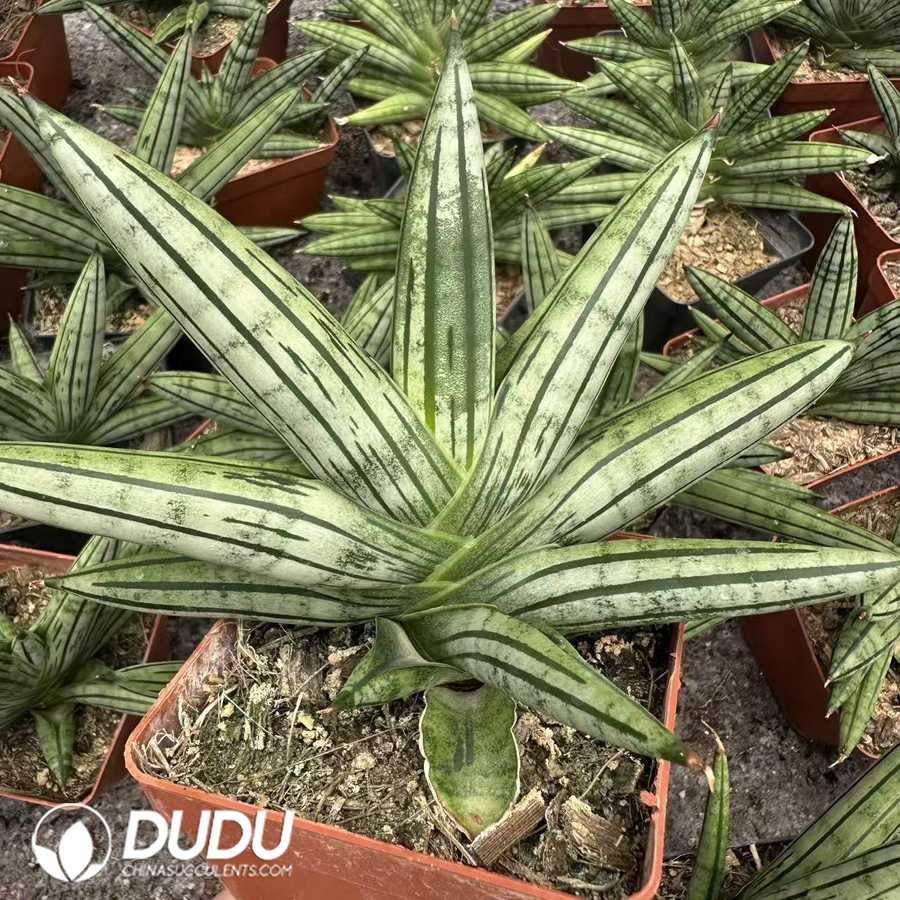 09949D140.jpg Dracaena angolensis Boncel Variegated - 画像 (1)