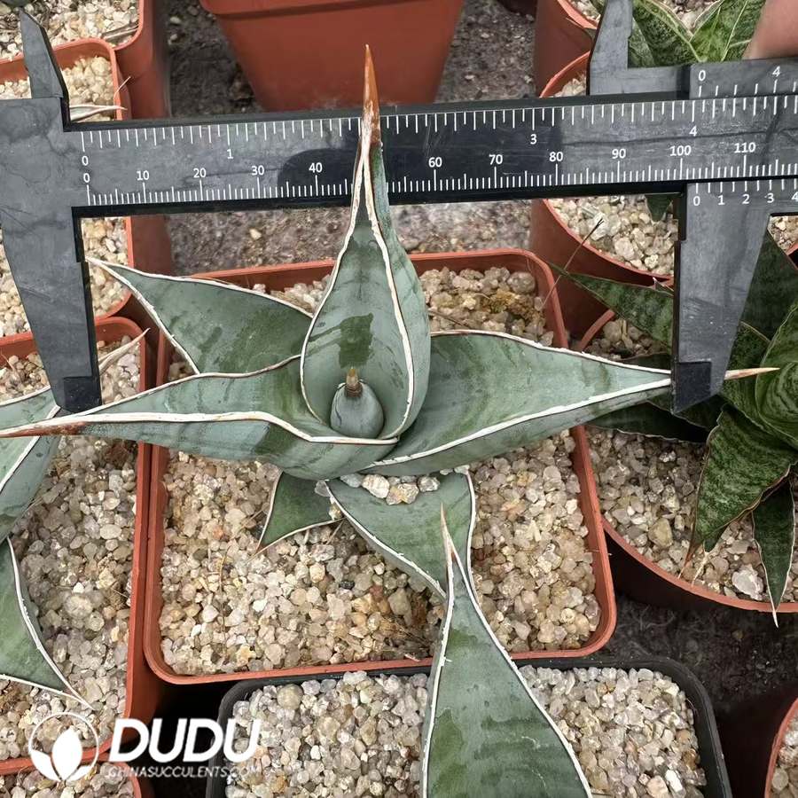 09951D100.jpg Dracaena trifasciata Walker - 画像 (1)