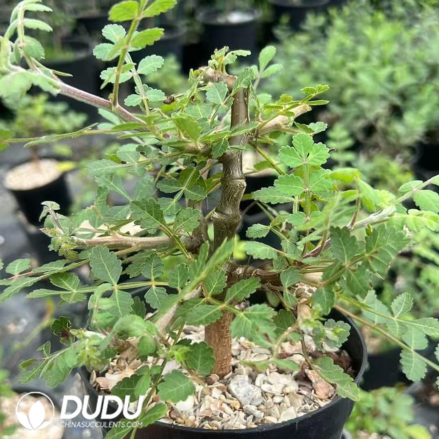 09953D90.jpg Bursera linanoe - 画像 (1)