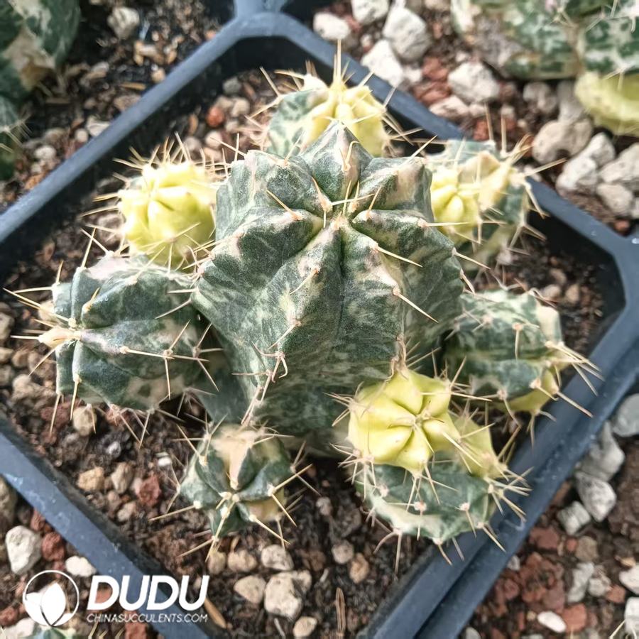 09956D100.jpg Echinocereus knippelianus Variegated - 画像 (1)