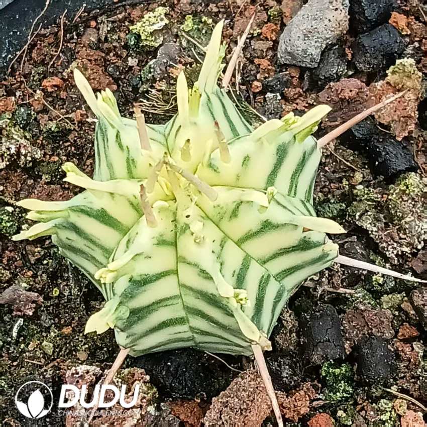 09957D30.jpg Euphorbia horrida Variegated - 画像 (1)