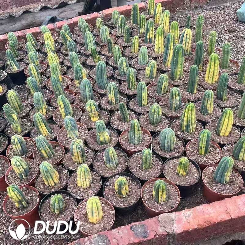 09958D150.jpg (Cutting)Trichocereus Pachanoi variegated - 画像 (1)