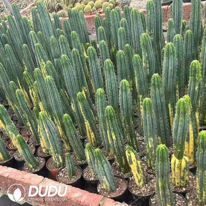 09959D200.jpg (Rooted Cutting)Trichocereus Pachanoi variegated - 画像 (1)