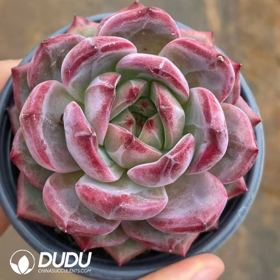 09961D90.jpg Echeveria Dare Devil - 画像 (1)