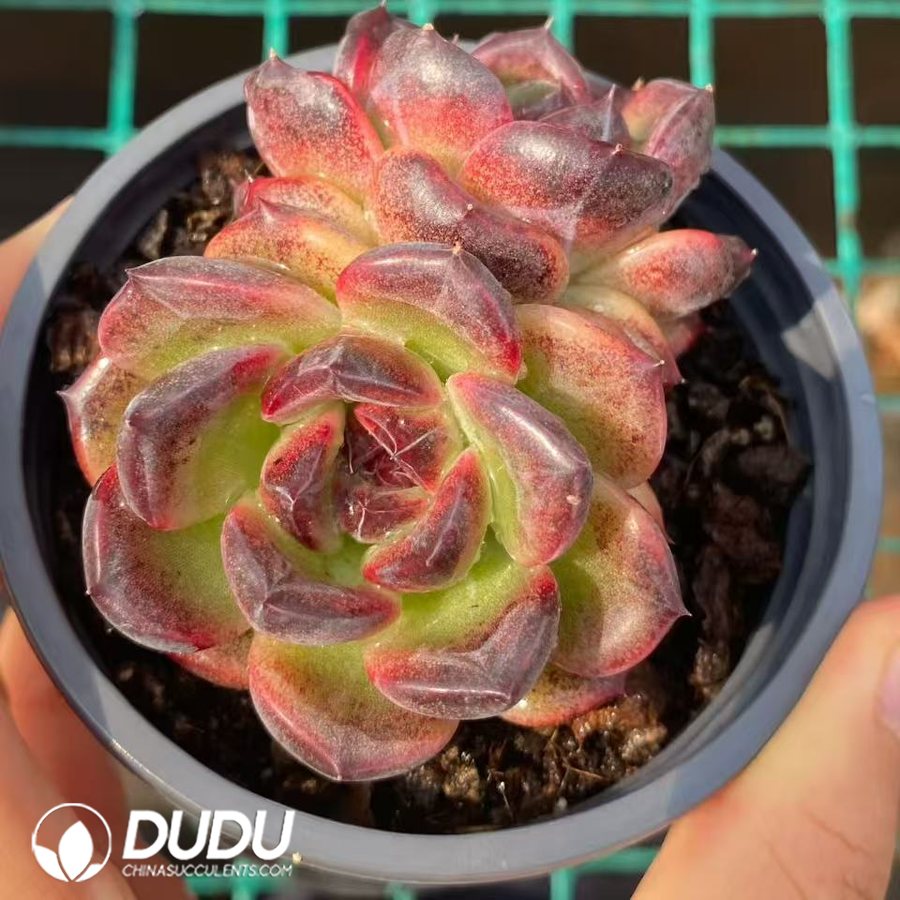 09962D90.jpg Echeveria Iceland Coffee - 画像 (1)