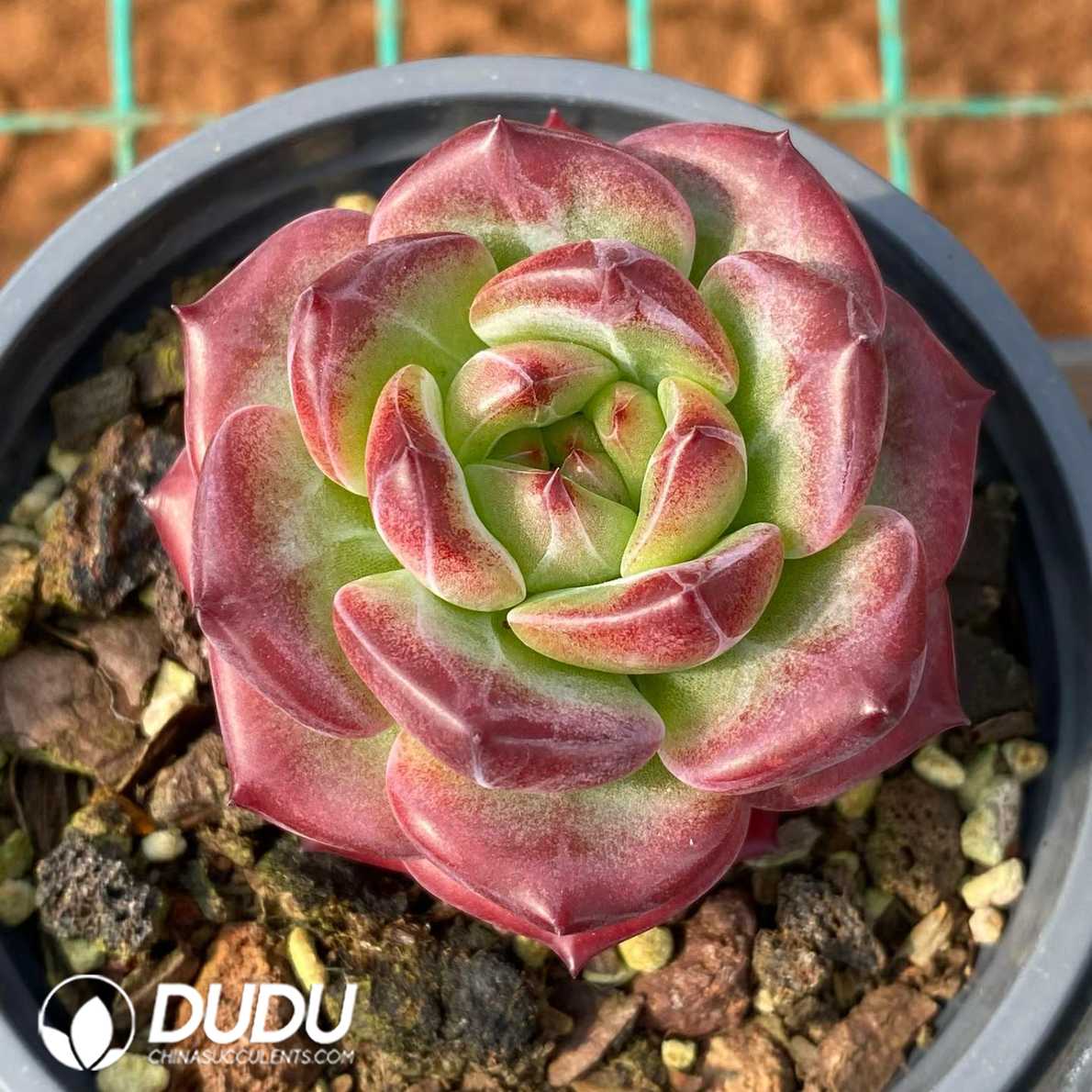09963D90.jpg Echeveria Hong Yue - 画像 (1)