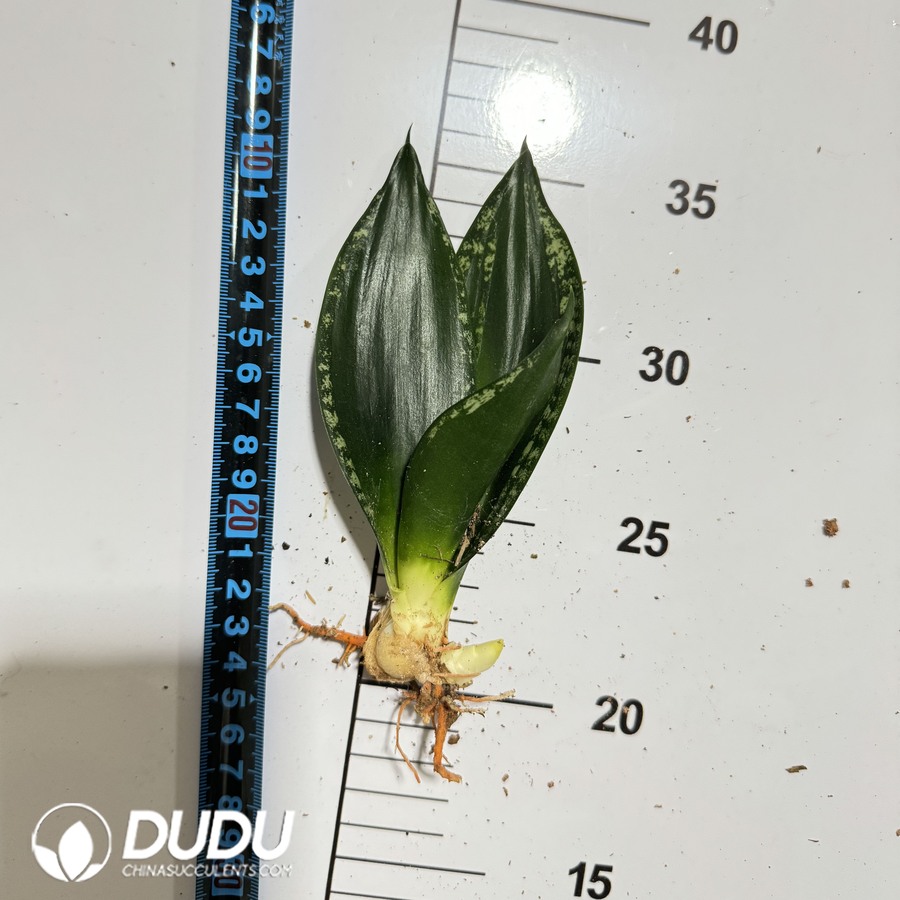 09978D100.jpg Sansevieria trifasciata 'Snowflake' - 画像 (1)