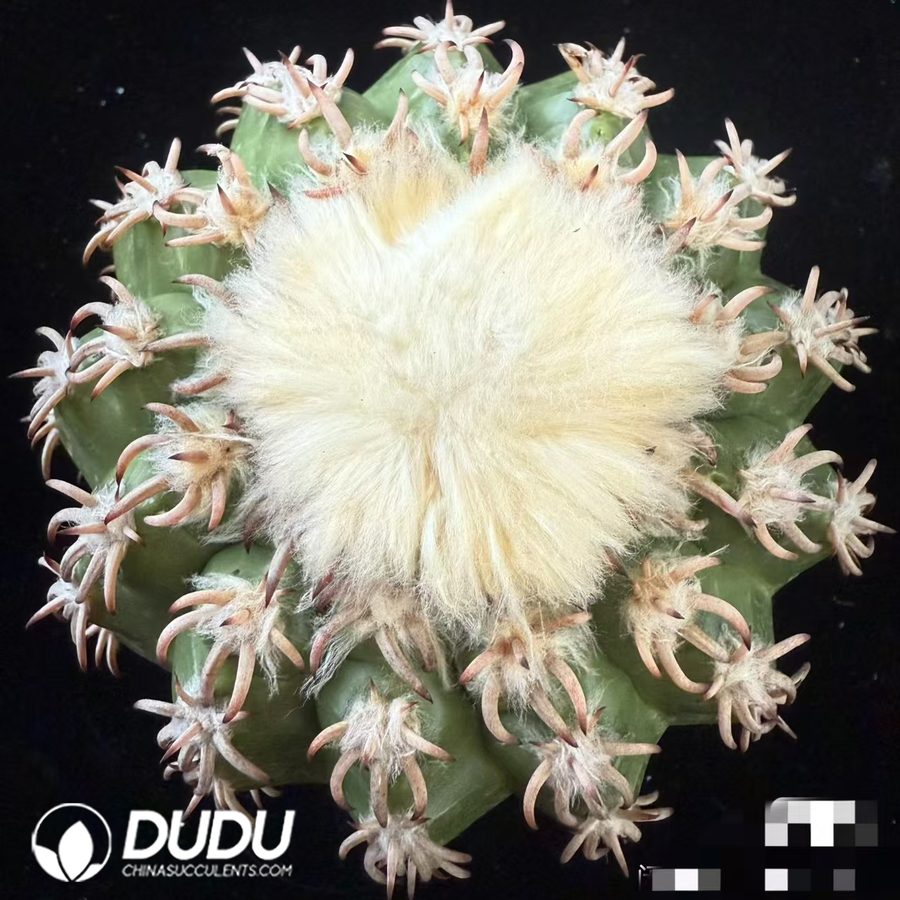 09982D100.jpg Discocactus placentiformis Cat's Paw - 画像 (1)