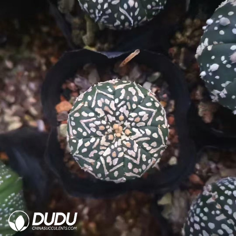 09990D30.jpg Astrophytum asterias 'Superkabuto V-type' - 画像 (1)