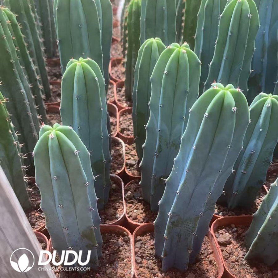 09993D90.jpg (Rooted Cutting)Myrtillocactus geometrizans - 画像 (1)
