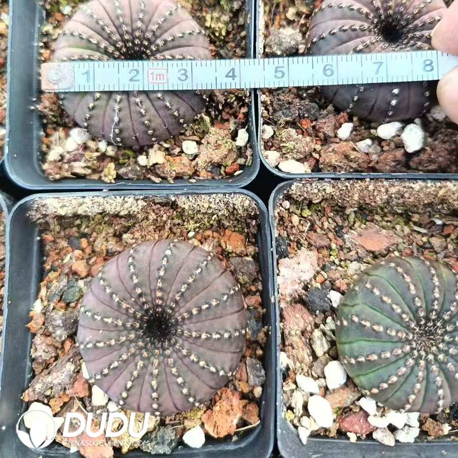 09994D30.jpg (Seed Grown)Frailea asterioides - 画像 (1)