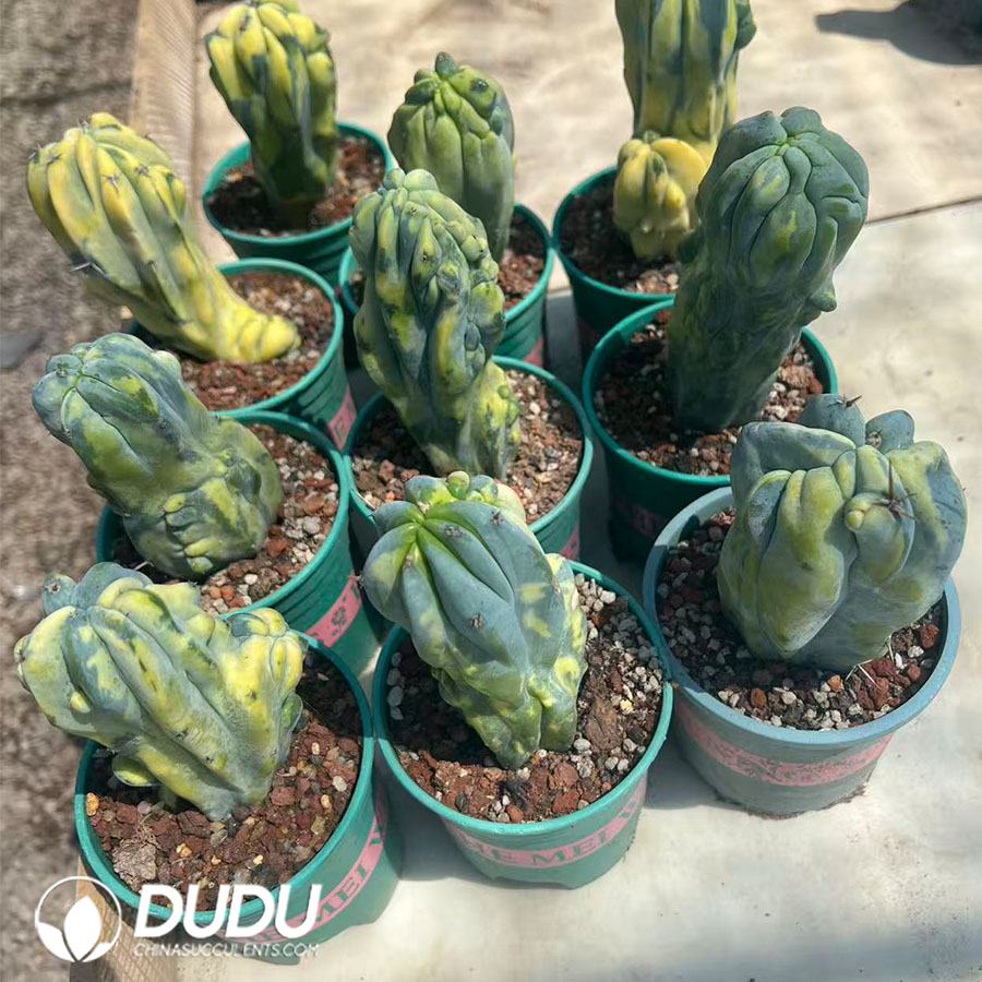 09995D150.jpg (Rootless)Myrtillocactus geometrizans Variegated - 画像 (1)