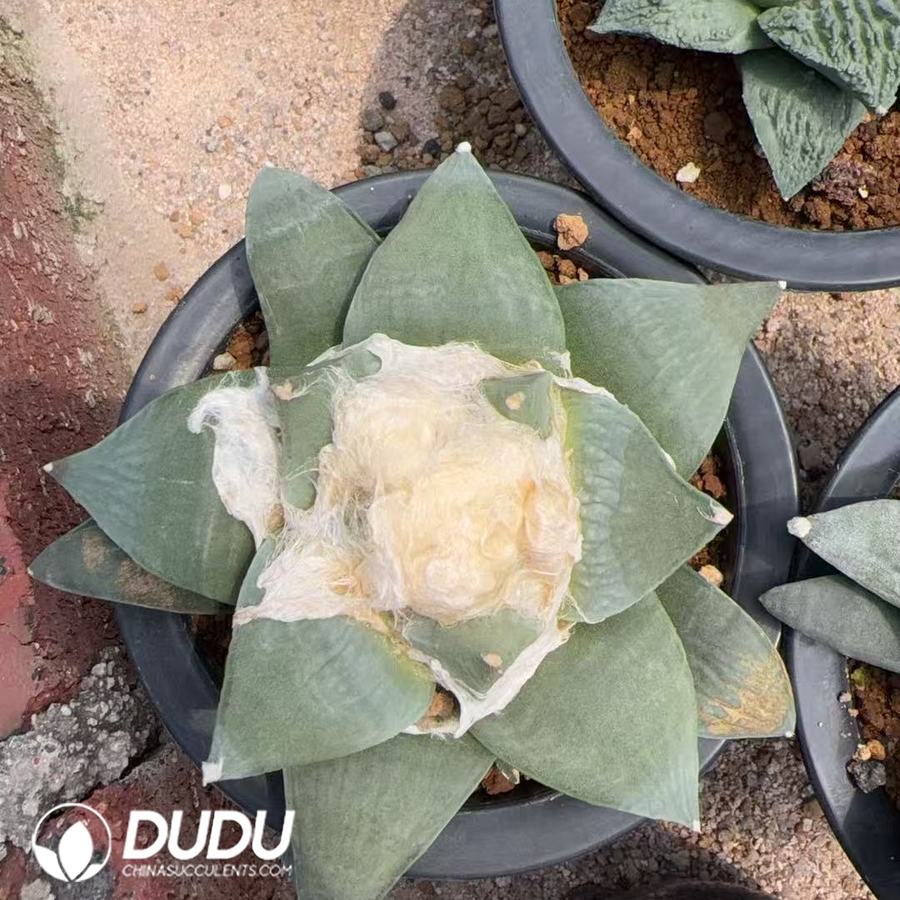 09996D120.jpg Ariocarpus retusus - 画像 (1)