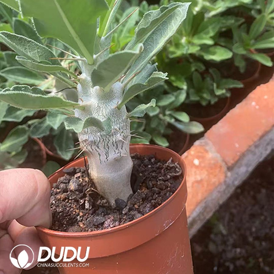 09997D90.jpg (Rooted Cutting)Pachypodium-saundersii N.E.Br. - 画像 (1)