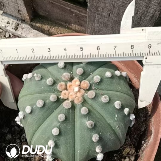 09998D80.jpg (Rooted Cutting)Astrophytum asterias - 画像 (1)