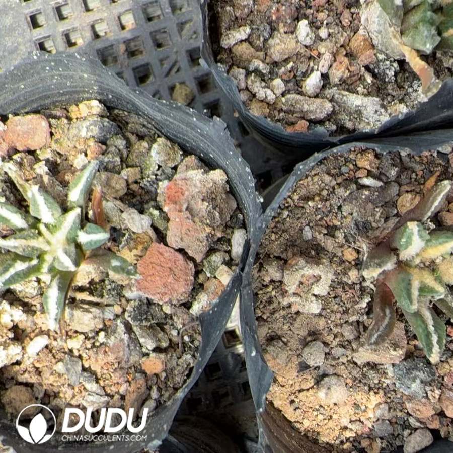 10002D20.jpg (Seed Grown)Ariocarpus kotschoubeyanus - 画像 (1)