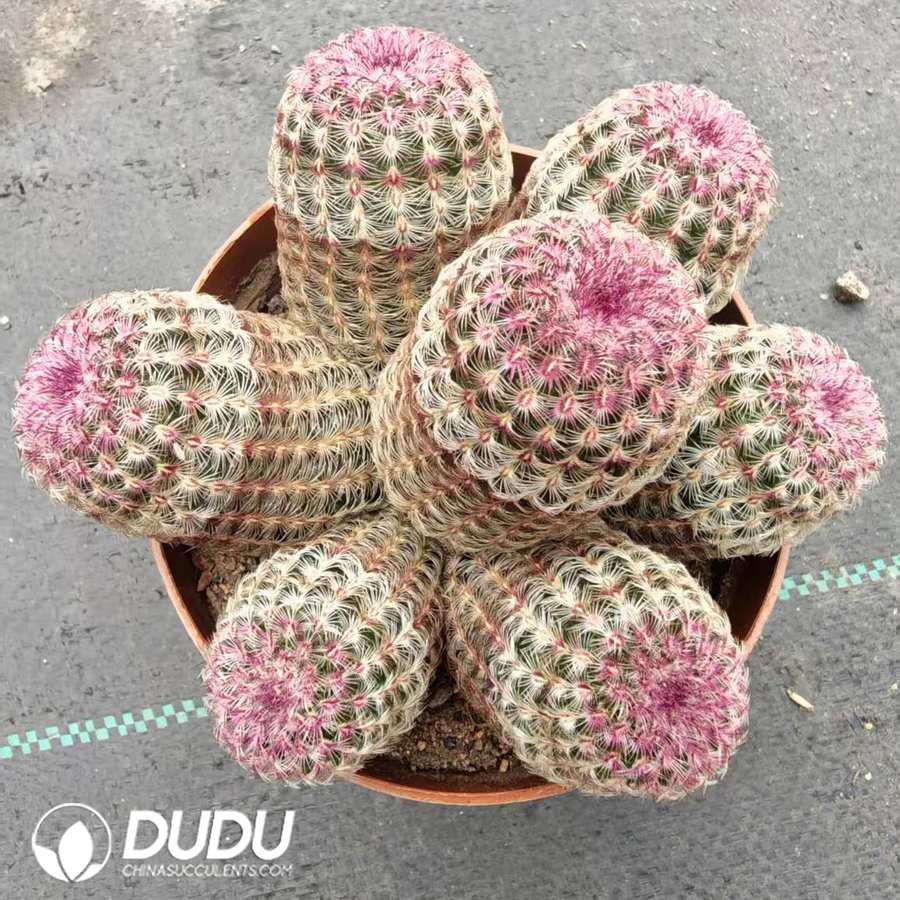 10003D110-1.jpg Echinocereus Rigidissimus rubispinus 5+ heads Clustering - 画像 (1)