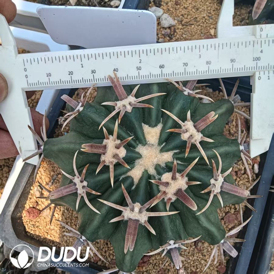 10007D90.jpg Echinocactus texensis Ware toge ayanami - 画像 (1)