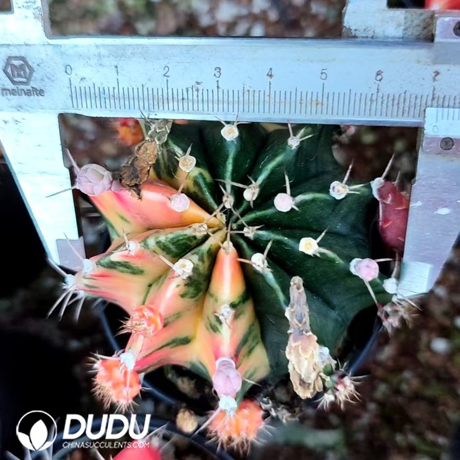 10009D60.jpg Gymnocalycium stenopleurum Variegated - 画像 (1)