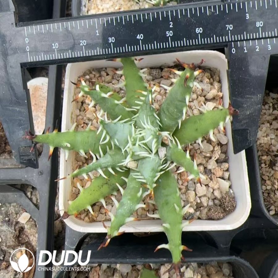 10011D60.jpg Aloe Erinacea - 画像 (1)
