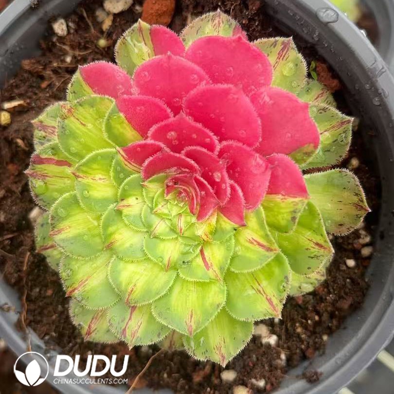 10012D70.jpg Aeonium Zhifou - 画像 (1)