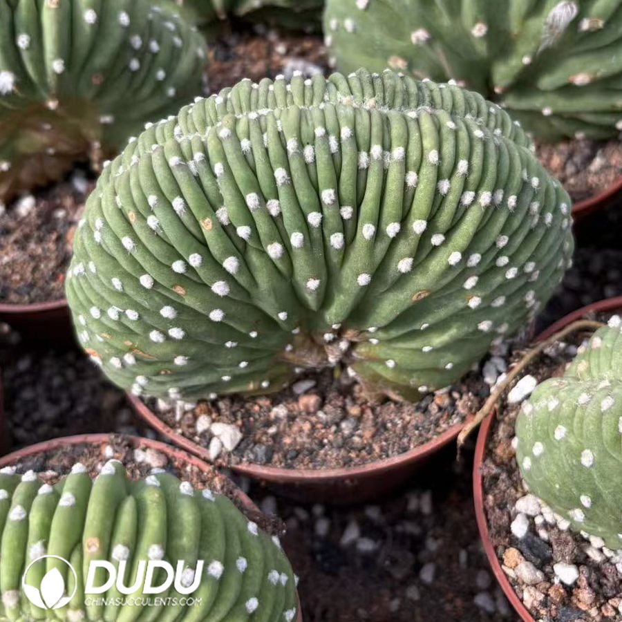 10013D120.jpg Echinopsis eyriesii Cristata - 画像 (1)