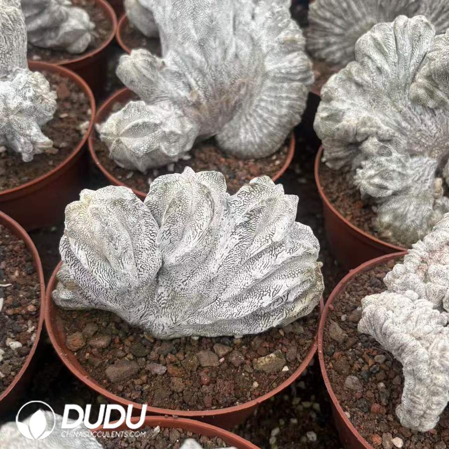 10014D120.jpg Astrophytum myriostigma 'Onzuka' Cristata - 画像 (1)