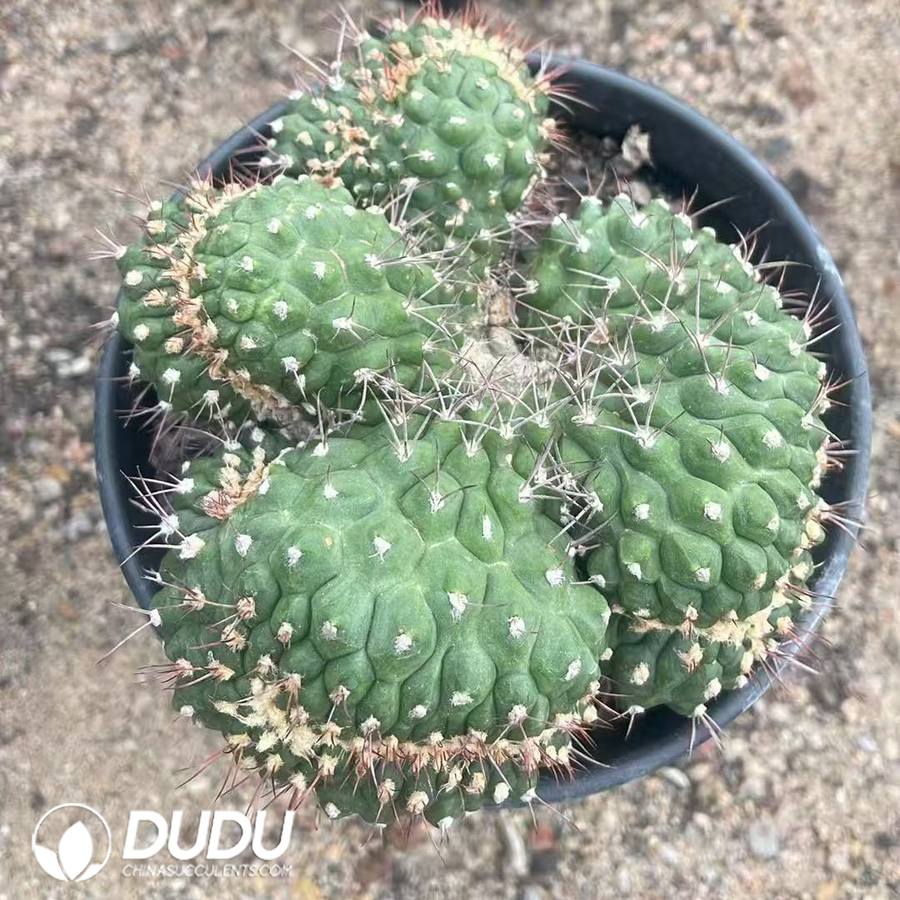 10015D100.jpg Gymnocalycium saglionis Cristata - 画像 (1)