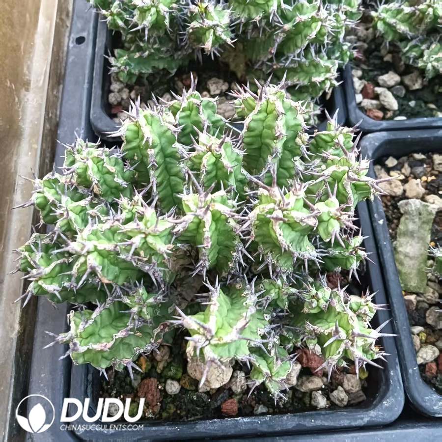 10020D80.jpg Euphorbia thelephora - 画像 (1)