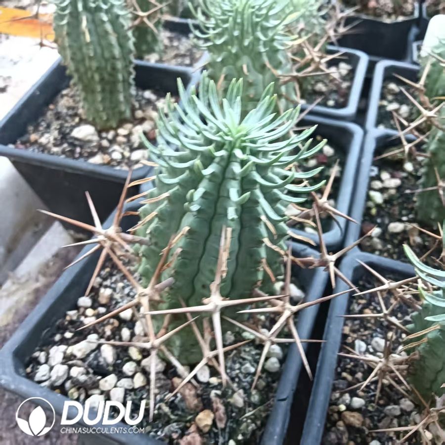 10021D40.jpg Euphorbia stellispina - 画像 (1)