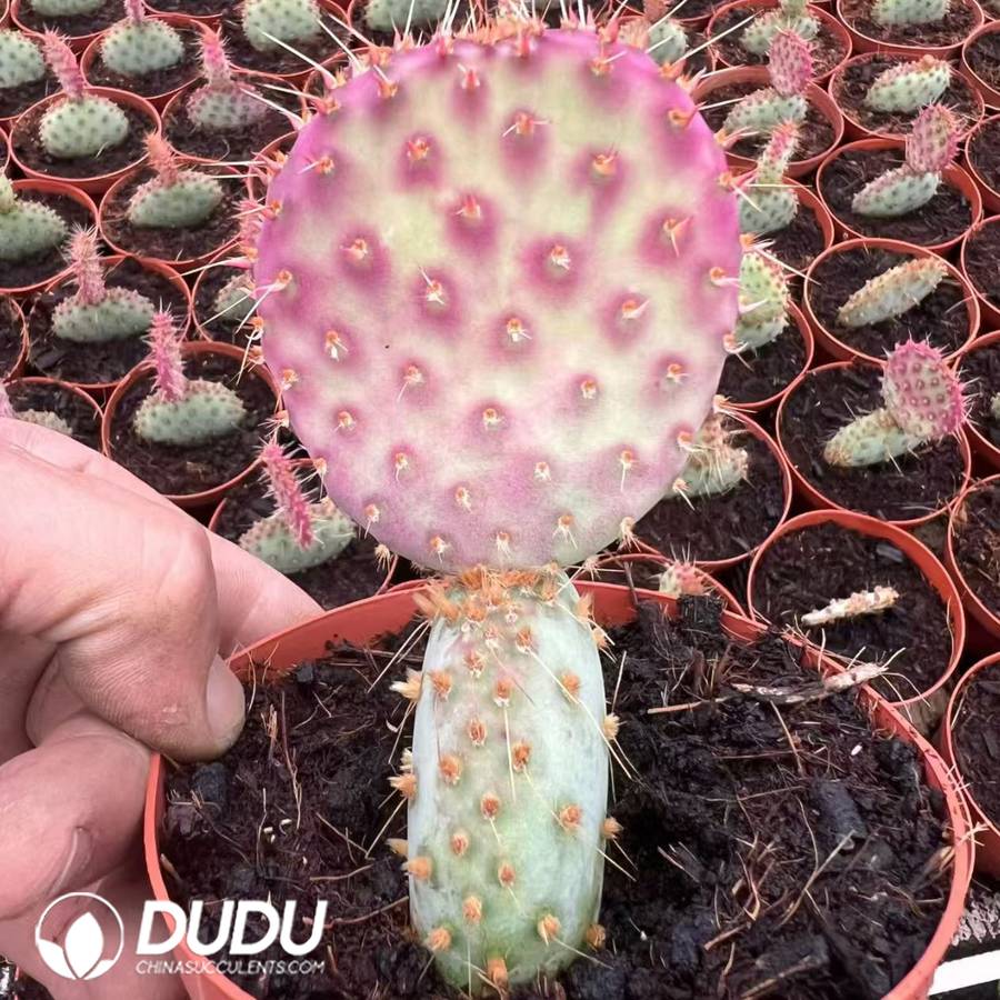 10028D90.jpg Opuntia santa-rita - 画像 (1)