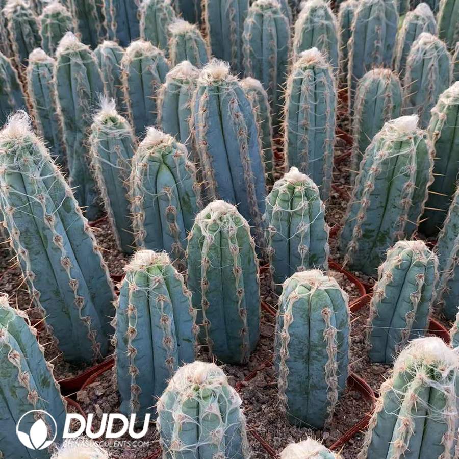 10029D90.jpg Pilosocereus pachycladus - 画像 (1)