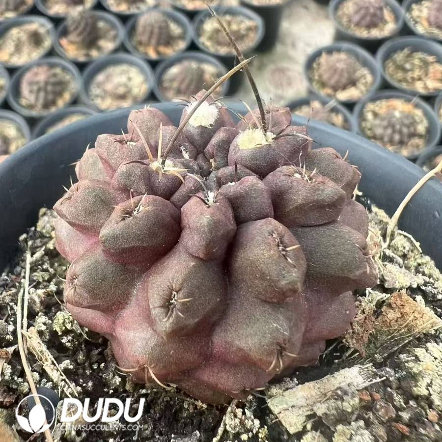 10030D50.jpg Eriosyce chilensis - 画像 (1)
